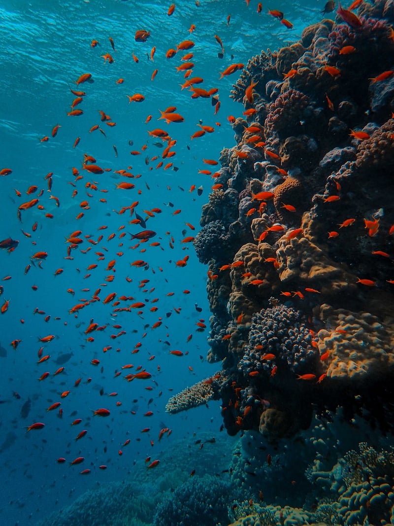 Underwater Scene