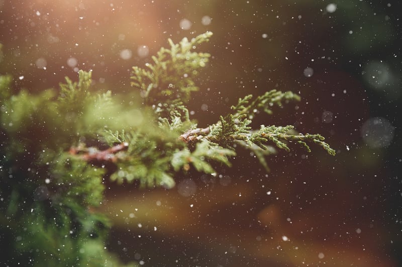 Forest Image
